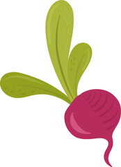 Beetroot with green leaves. Fresh root vegetable, farming, organic food, and healthy. Simple design.