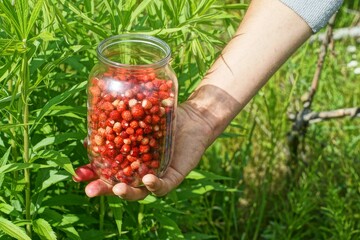 fresh picked forest red aromatic sweet small natural healthy berry strawberries in a round liter glass jar in the hand of a man during the day in green grass in nature	