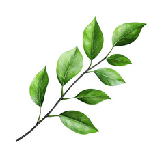 Vibrant green branch with leaves isolated on transparent background