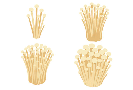 enoki mushrooms isolated on white background, vector illustration	