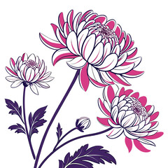 vector illustration of white chrysanthemum flowers