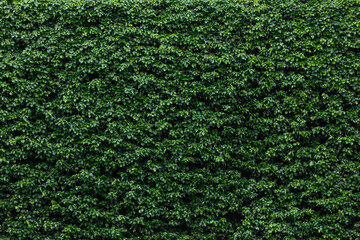 Lush Green Hedge Texture Background
