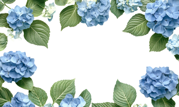 Blue hydrangea floral frames with leaves for decoration isolated on transparent background.