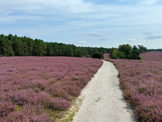 Hiking trail in the Südheide Nature Park in southern part of the cHeath in North Germany.