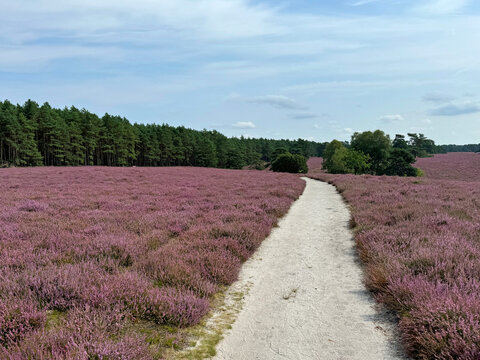 Hiking trail in the S&uuml;dheide Nature Park in southern part of the cHeath in North Germany.