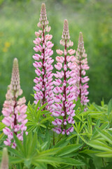 Pink lupine flowers blooming in garden. Close-up view with soft green background. Ideal for botanical, floral, and spring-themed visuals.
