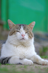A serene tabby cat with closed eyes, resting peacefully outdoors against a green background.