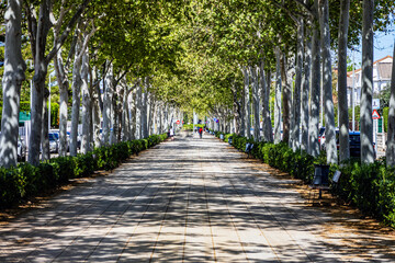Tall, slender, white, dense trees line a park in Gandia, Spain	
