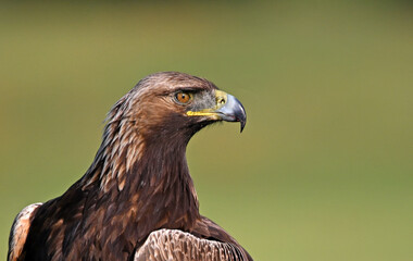 a powerful golden eagle in he mountain in spain