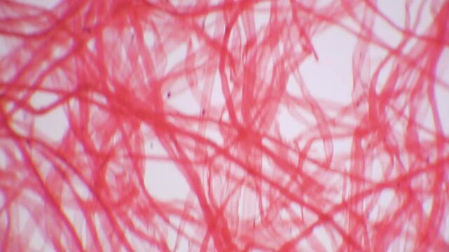 Microscopic View of Red Algae Filaments and Spores