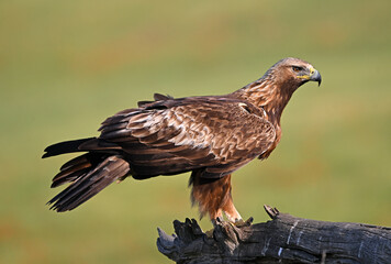 a powerful golden eagle in he mountain in spain