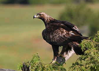 una poderosa aguila real en España