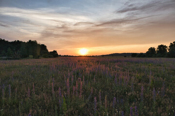 Feld  Wolken  Landschaft Ecology Field Nature Concept Environment  Golden Sunset Clouds Beautiful Summer Landscape Background Harvest Green Bio	