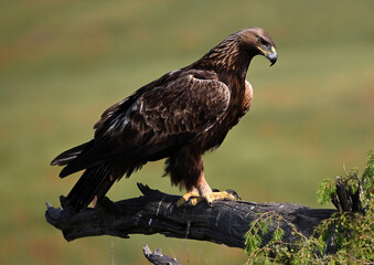 a serious golden eagle in the mountain in spain