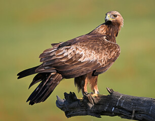 a powerful golden eagle in he mountain in spain