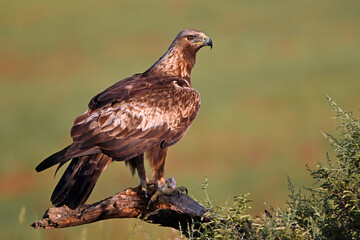 a powerful golden eagle in spain