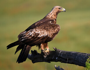 a golden eagle in the mountain on spain
