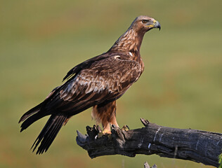 a powerful golden eagle in he mountain in spain