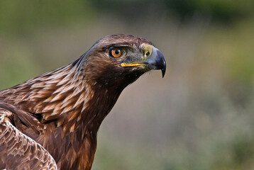 una poderosa aguila real en España