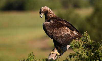una poderosa aguila real en España