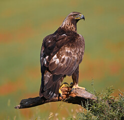 a powerful golden eagle in he mountain in spain