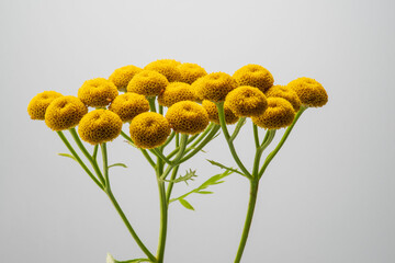 Close-up of yellow immortelle flowers