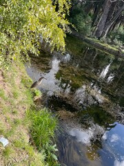 Paisaje del lago