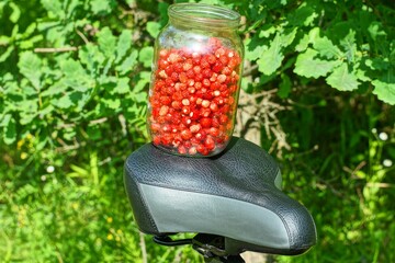 fresh picked forest red aromatic sweet small natural healthy berry strawberries in a round liter glass jar stands on a soft black saddle of a sports bike near green leaves  in nature