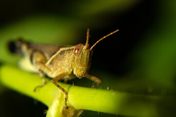 Close up em um gafanhoto empoleirado em uma folha verde.