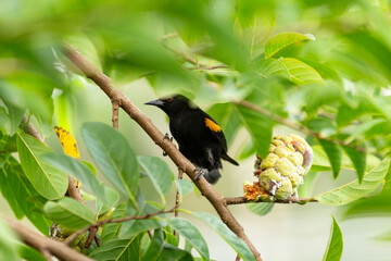 Um pássaro chamado Encontro (Icterus pyrrhopterus) empoleirado em um galho de árvore de ata muito...