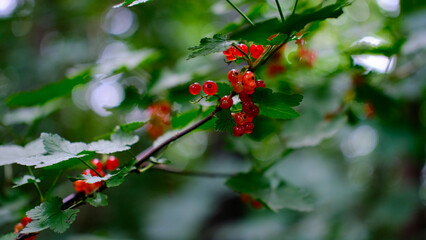 Close-up cluster of red currants with soft bokeh background, taken in natural forest light.