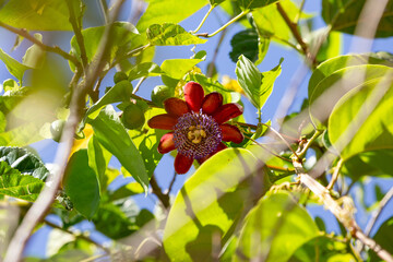 Detalhe de uma flor de maracujá fotografada de baixo para cima, entre folhas. Flor da paixão no...