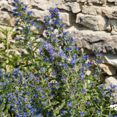  Echium vulgare - Bushy stems of Viper's bugloss producing pink and blue flowers with long stamens...