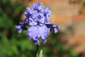 Iris germanica. Closeup of flower bearded iris in garden.