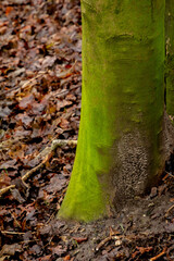 A vivid green moss-covered tree trunk stands out against a background of deep red fallen leaves. The bold color contrast captures the richness of the forest floor in autumn.