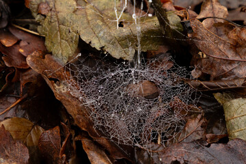 A delicate spider web covered in glistening water droplets, set against a backdrop of vibrant red...