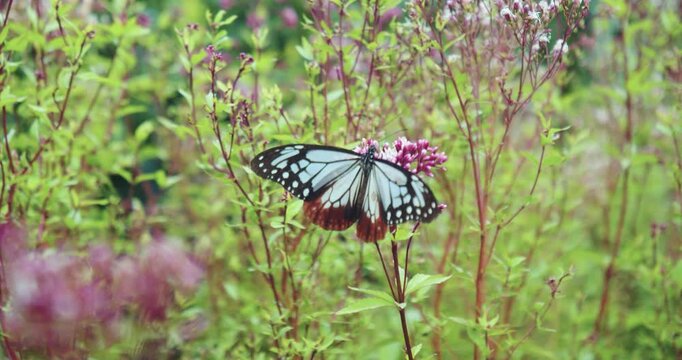 chestnut tiger butterfly（アサギマダラ）