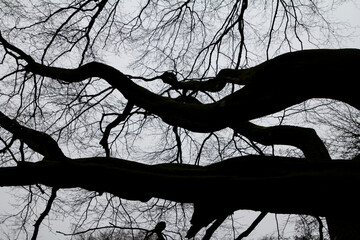 A dark silhouette of a tree against a bright sky or misty background, highlighting the intricate...