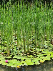 Tranquil Pond with Water Lilies and Tall Reeds