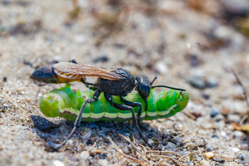 Ammophila-graafwesp met verlamde nachtvlinderrups – Ammophila digger wasp with paralyzed moth caterpillar