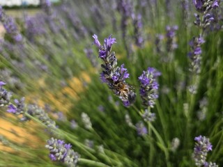 Bee pollinating lavender flowers in bloom. Bee and lavender