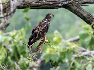 A juvenile Bald Eagle perching watchfully in a tree.