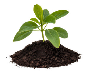 New Plant Sprout Growing From Soil