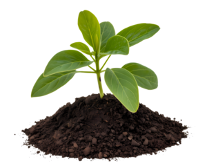 New Plant Sprout Growing From Soil