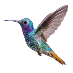 Fototapeta premium Beautiful Hummingbird in its natural habitat, poised gracefully near a blossoming flower. Ideal for nature photography and studies.