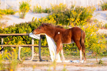 A wild pony foal in a campsite at Assateague Island National Seashore