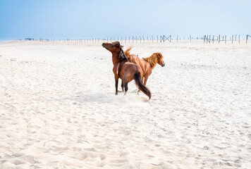 Two aggressive wild horses fighting at Assateague Island National Seashore