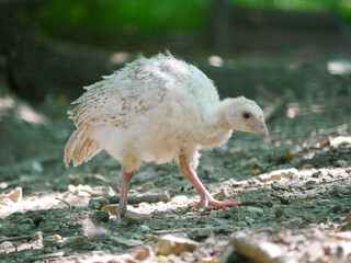 Turkey chick on a farm