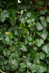 Dense ivy (Hedera helix) completely covering the frame, creating a seamless green texture. Perfect as a natural background or pattern element in design.