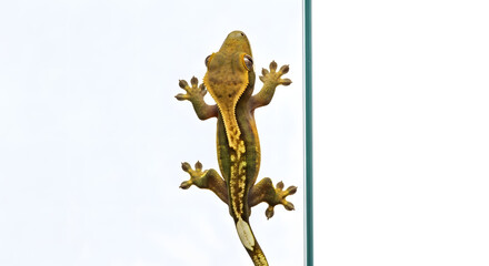 Gecko climbing a vertical glass surface, isolated with a white background, studio lighting